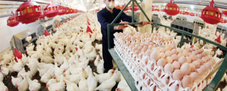 جزییات عرضه اولیه سهام شرکت سپید ماکیان با نماد «سپید» در بورس