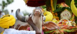 سوگواری ساکنین روستایی در هند برای مرگ گاوی محبوب