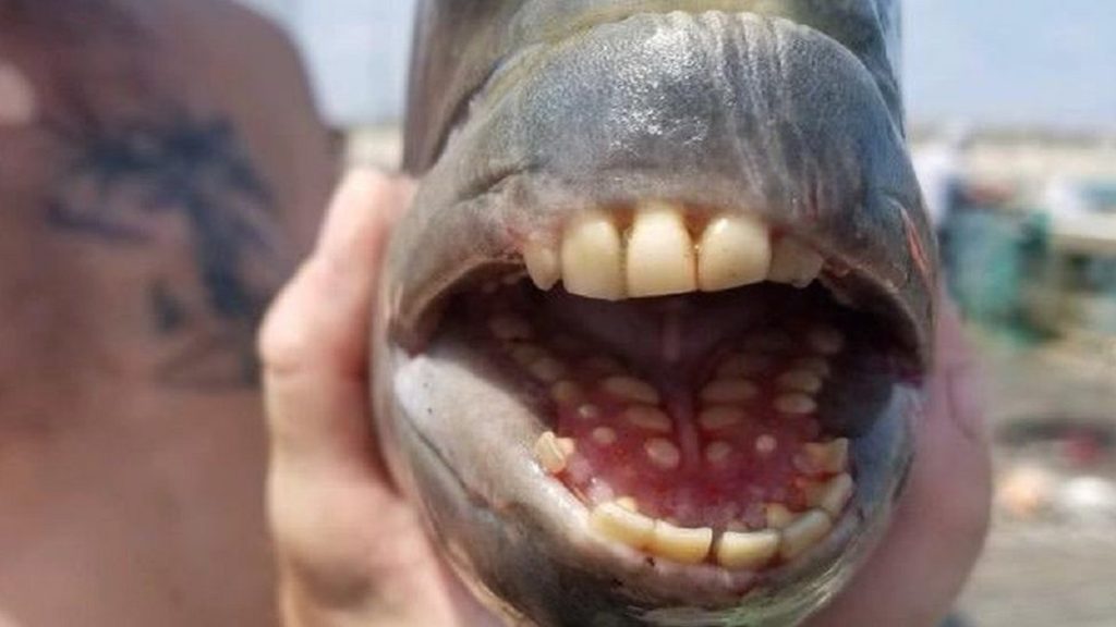 صید یک ماهی با دندان های آدمیزاد در کارولینای شمالی