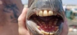 ماهی با دندان های آدمیزاد