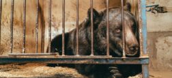 مرگ تنها ترین خرس دنیا