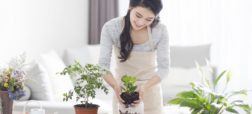 ۷ گیاه آپارتمانی با خواص دارویی را بشناسید