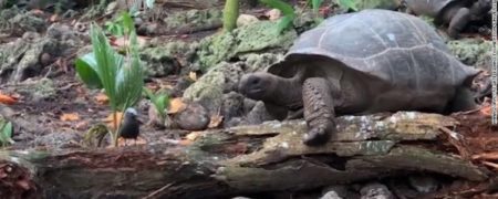 ثبت لحظه شکار یک پرنده توسط لاکپشت برای نخستین بار + ویدیو