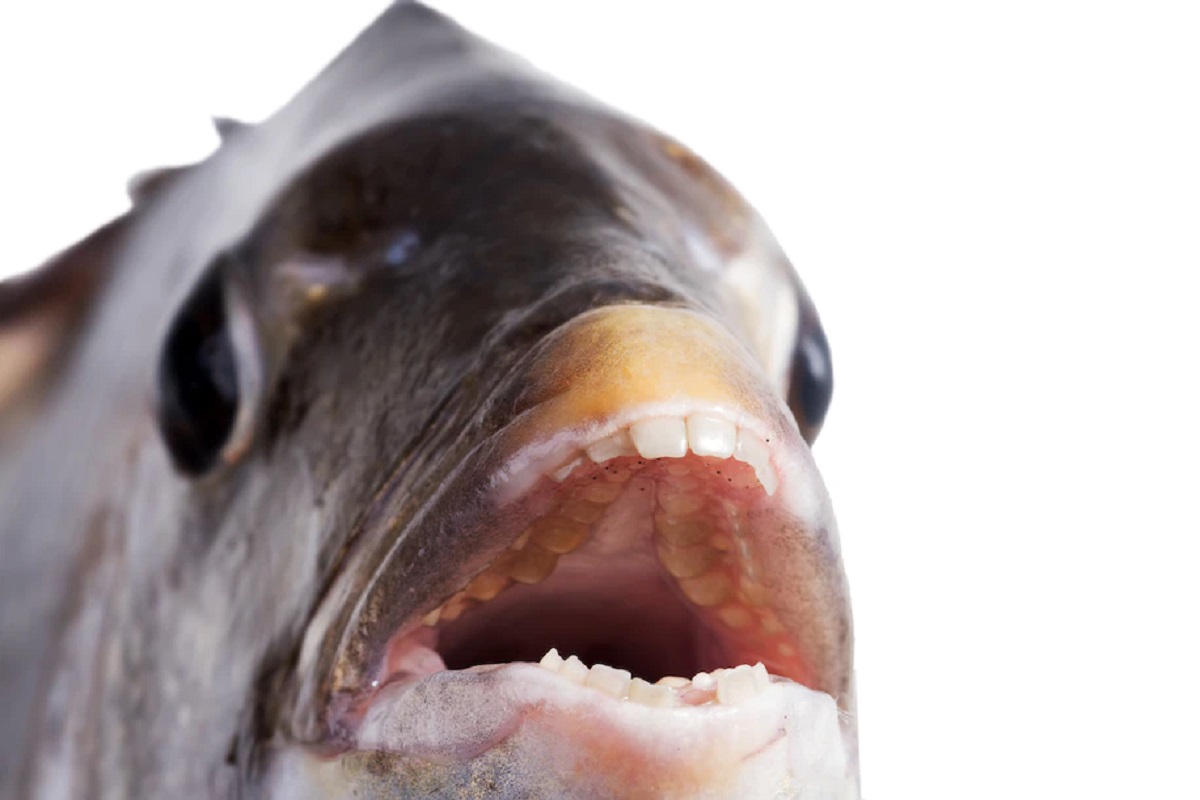 ماهی با دندان های آدمیزاد