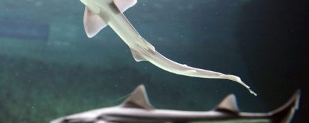 تولد اولین بچه کوسه در اسارت به روش «بکرزایی» از مادری که ۱۰ سال جفتگیری نداشته است