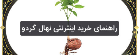 راهنمای خرید اینترنتی نهال گردو در تابستان ۱۴۰۰