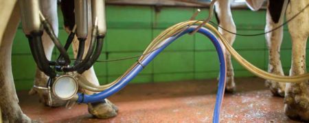 شیردوشی صحیح چه تاثیری بر کسب درآمد دامدار دارد ؟