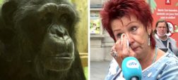 ممنوعیت بازدید از باغ وحش بلژیک برای یک زن به خاطر رابطه عاشقانه اش با یک شامپانزه!
