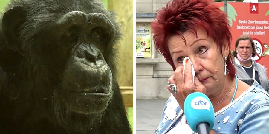 ممنوعیت بازدید از باغ وحش بلژیک برای یک زن به خاطر رابطه عاشقانه اش با یک شامپانزه!