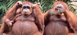 ویدئوی حیرت انگیزی از رفتارهای انسانی یک اورانگوتان که در فضای مجازی داغ شده