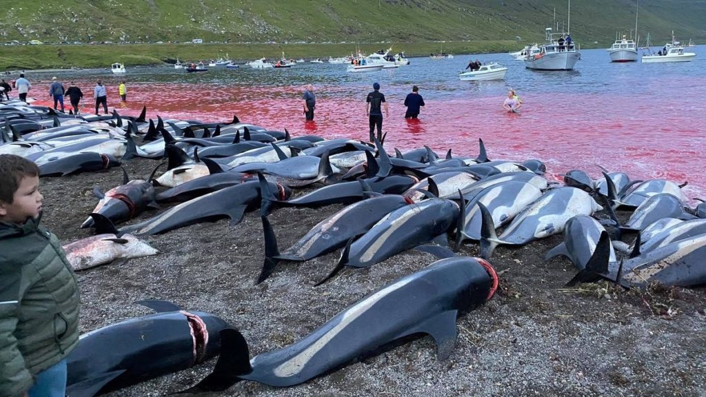 کشتار دلفین ها در دانمارک؛ بیش از ۱۰۰۰ دلفین در جزایر فاروی دانمارک قتل عام شدند