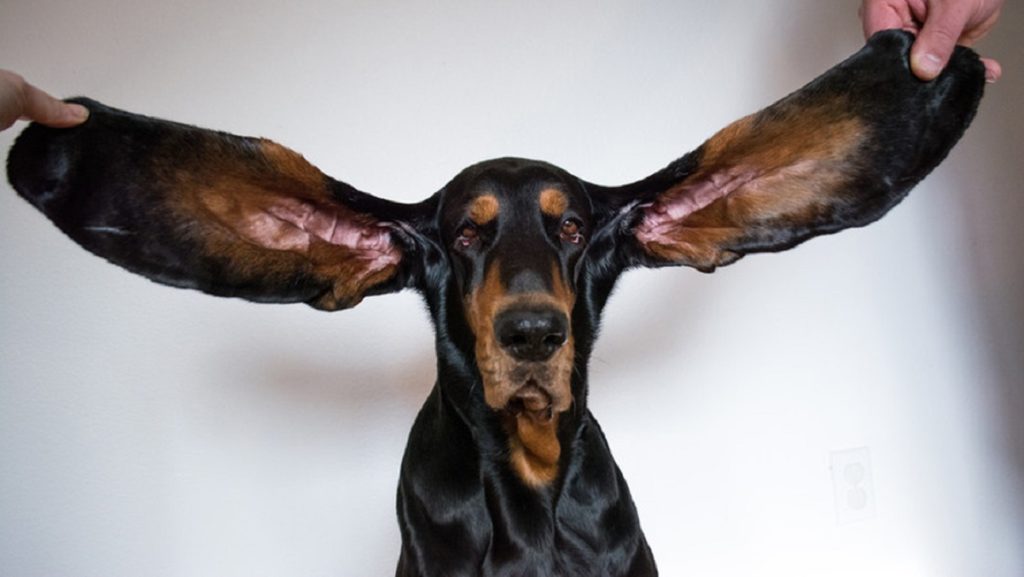 لو، سگی با درازترین گوش های جهان، نامش را در کتاب رکوردهای گینس ثبت کرد