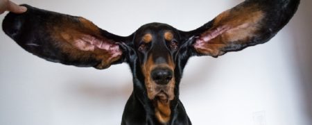 لو، سگی با درازترین گوش های جهان، نامش را در کتاب رکوردهای گینس ثبت کرد