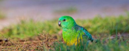 واکنش عجیب حیوانات به گرمایش جهانی