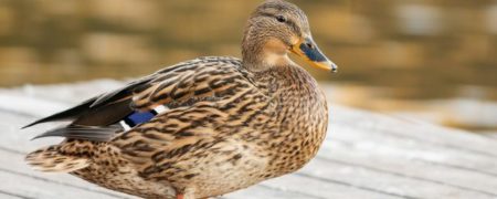 اردک بامزه ای که تکیه کلام صاحبش را تقلید می کند: «ای احمق لعنتی» + ویدیو