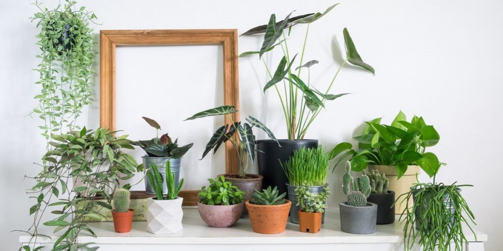 گیاهان آپارتمانی که هوا را خنک می کنند