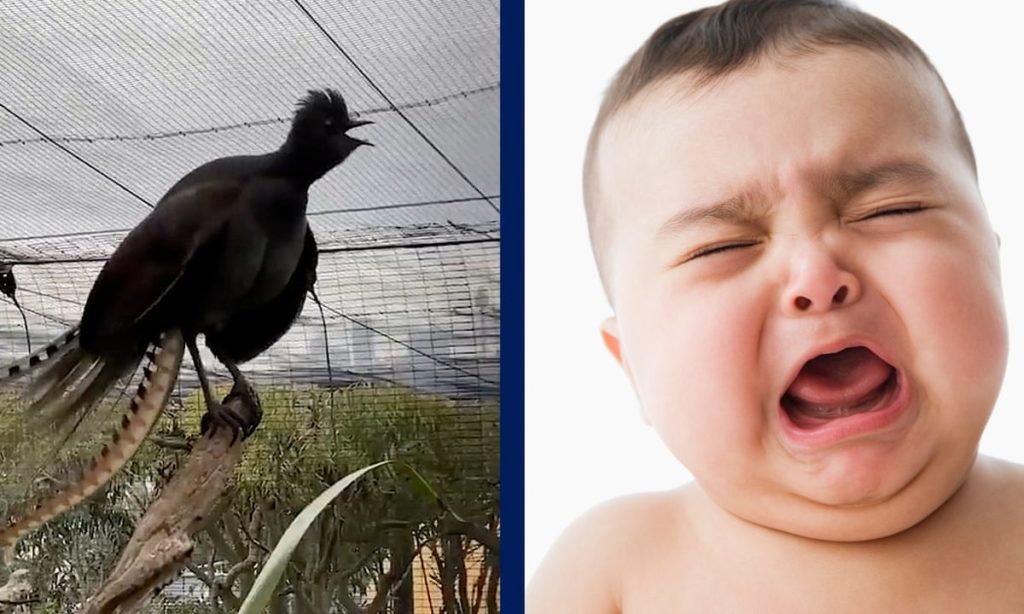 تقلید بی نقص و حیرت انگیز صدای گریه بچه توسط پرنده استرالیایی + ویدئو