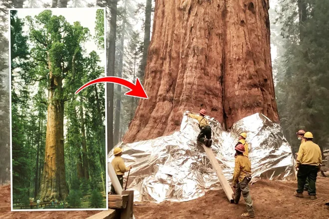 آتش نشانان و کارکنان پارک ملی سکویا در آمریکا تنه بزرگ ترین درخت جهان را با ورقه های آلومینیومی مقاوم در برابر شعله های آتش می پوشانند