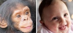 دانشمندان: خنده نوزاد انسان شبیه میمون ها است