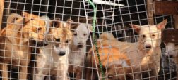 رئیس جمهور کره جنوبی در صدد ممنوع کردن مصرف گوشت سگ در این کشور