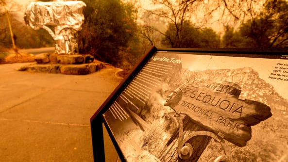 آتش نشانان و کارکنان پارک ملی سکویا در آمریکا تنه بزرگ ترین درخت جهان را با ورقه های آلومینیومی مقاوم در برابر شعله های آتش می پوشانند