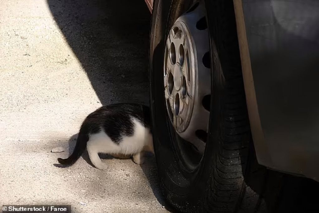 جریمه ۱۰ هزار پوندی در کمین راننده های انگلیسی که با گربه‌ها تصادف کنند