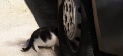 جریمه ۱۰ هزار پوندی در کمین راننده های انگلیسی که با گربه‌ها تصادف کنند