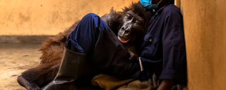 مرگ گوریلی که سلفی اش دنیا را تکان داد