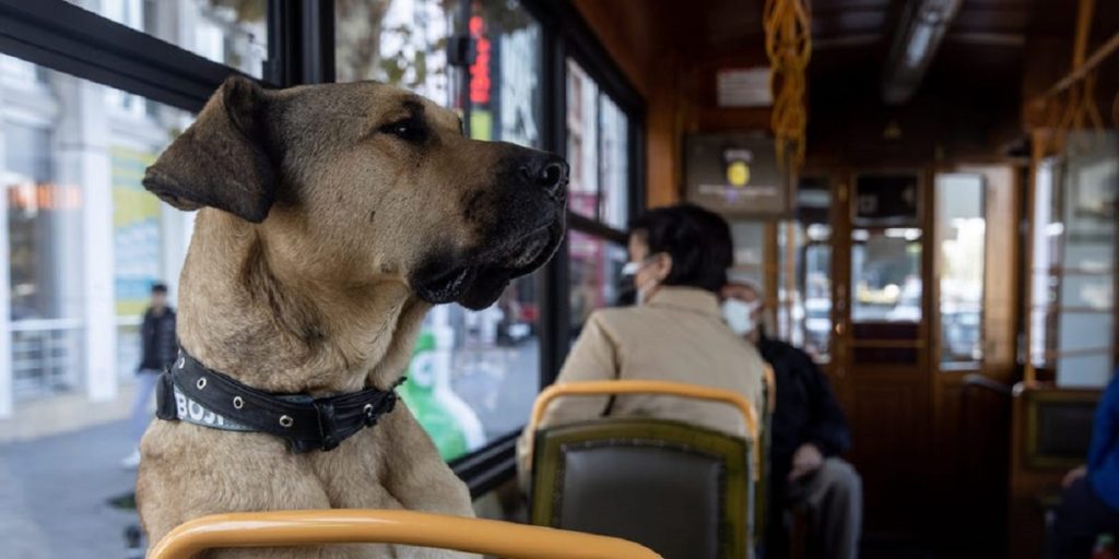 با «بوجی» آشنا شوید؛ سگی که هر روز کل استانبول را با مترو و قایق و تراموا می‌پیماید