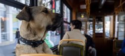با «بوجی» آشنا شوید؛ سگی که هر روز کل استانبول را با مترو و قایق و تراموا می‌پیماید