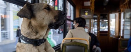 با «بوجی» آشنا شوید؛ سگی که هر روز کل استانبول را با مترو و قایق و تراموا می‌پیماید