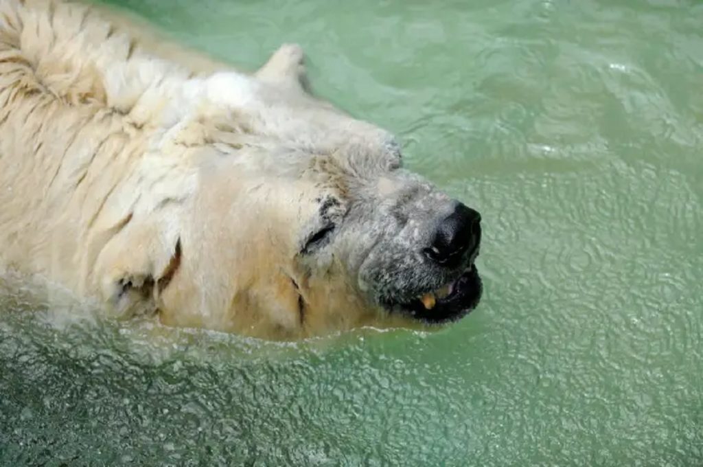 داستان دلخراش غمگین ترین خرس قطبی جهان