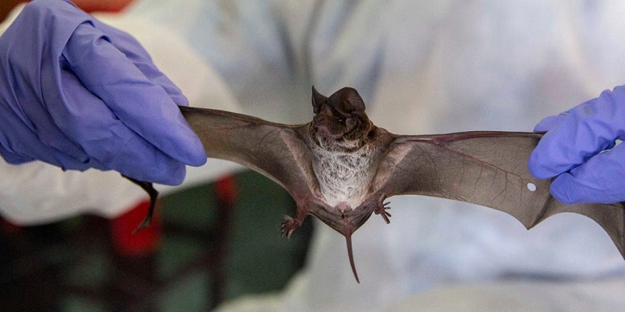 مخالفت چین با درخواست سازمان جهانی بهداشت برای انجام تحقیقات در غارهای خفاش