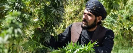 طالبان در اولین قراردادش با یک طرف خارجی به شرکتی استرالیایی ماری جوانا می‌فروشد