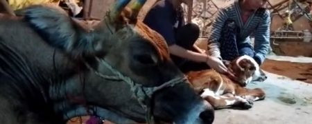 تولد گوساله ای در هند با دو دهان و چهار چشم و پرستش او به عنوان «گاو مقدس»
