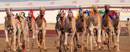 مسابقات شترسواری در قطر؛ ورزش باستانی که جام جهانی فوتبال را تحت تاثیر قرار داده است