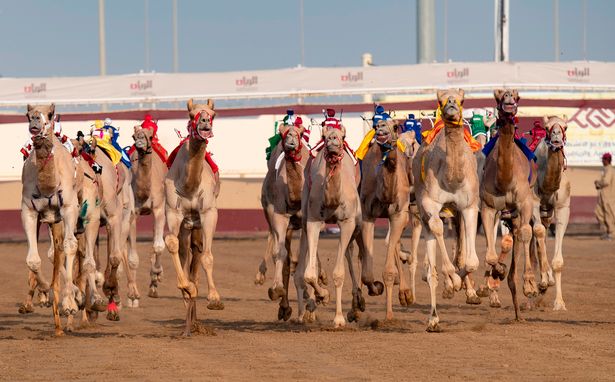 مسابقات شترسواری در قطر؛ ورزش باستانی که جام جهانی فوتبال را تحت تاثیر قرار داده است