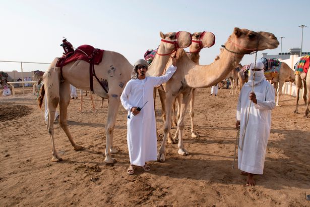 در قطر، اغلب مردم محلی با ورزش باستانی شتر سواری یا شتردوانی یا مسابقه سرعت شترها بزرگ شده و نسبت به آن یک وسواس تغییر ناپذیر دارند.