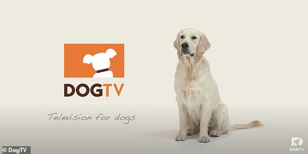 شبکه DogTV برنامه هایی منتشر خواهد کرد که هدف آن ها کاهش مشکلات روحی سگ ها مانند اضطراب بعد از جدایی، تنهایی و استرس است.
