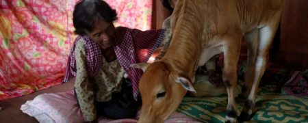 پیرزن ۷۴ ساله کامبوجی روح شوهر مرحومش را در گوساله اش دیده و با آن ازدواج کرد