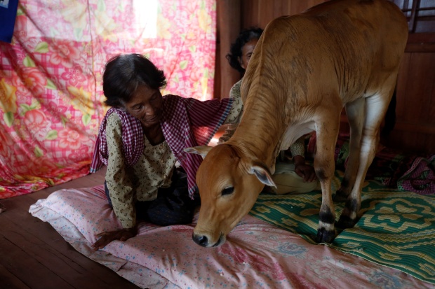 پیرزن ۷۴ ساله کامبوجی روح شوهر مرحومش را در گوساله اش دیده و با آن ازدواج کرد