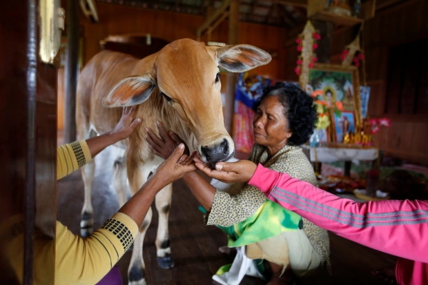ازدواج عاشقانه یک زن کامبوجی با گوساله اش را نشان می دهد، گوساله ای که به باور او روح شوهر درگذشته اش در او حلول کرده است.