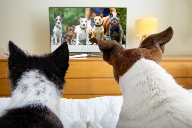 شبکه DogTV برنامه هایی منتشر خواهد کرد که هدف آن ها کاهش مشکلات روحی سگ ها مانند اضطراب بعد از جدایی، تنهایی و استرس است.