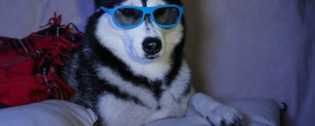 راه اندازی شبکه ای مختص سگ ها به نام DogTV برای سرگرم کردن آن ها در زمان تنهایی