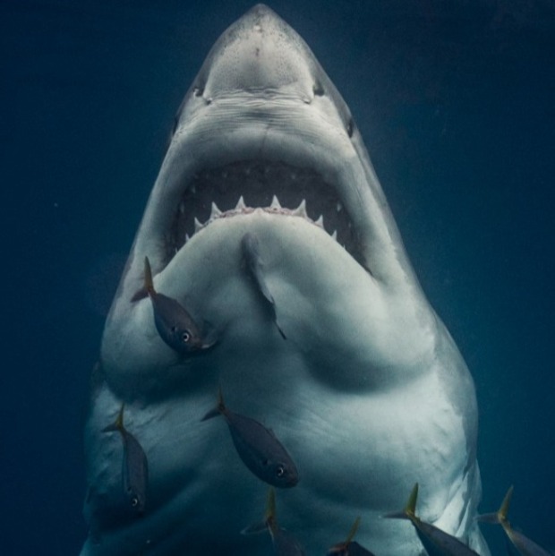 تصویری از یک کوسه سفید غول پیکر در حال گرفتن ژستی شبیه پوستر فیلم Jaws منتشر شده که به سمت سطح شیرجه می رود.