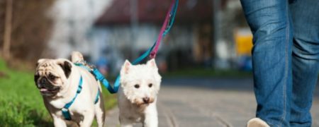 صحبت های جنجالی نماینده خمینی شهر در مورد طرح ممنوعیت نگهداری از حیوانات خانگی