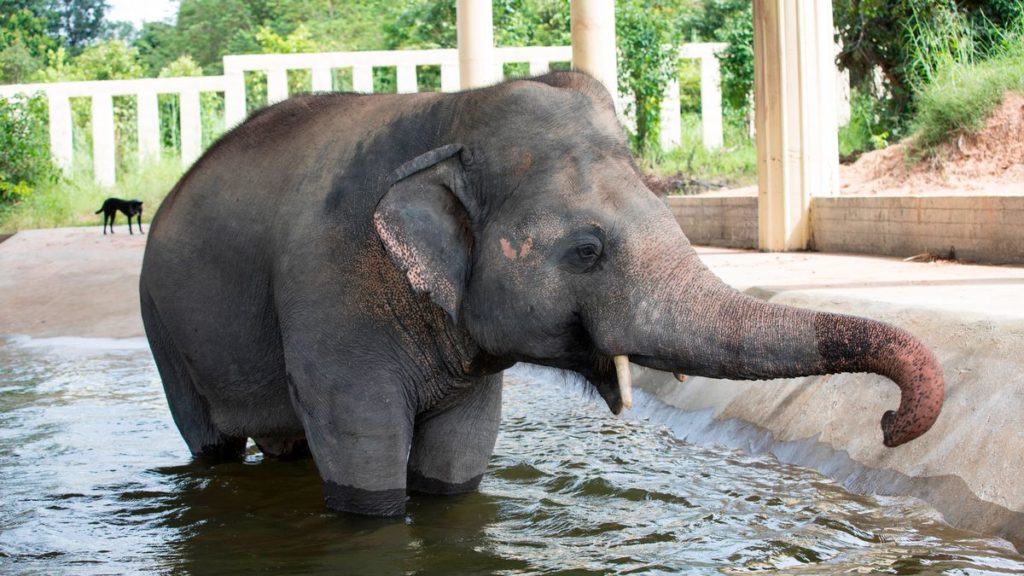 «تنهاترین فیل دنیا» حالا در جنگلی در کامبوج روزگار خوشی را سپری می‌کند