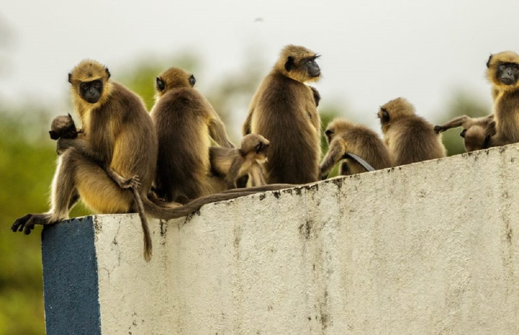 انتقام گیری میمون ها از سگ ها با کشتن ۲۵۰ توله در هند