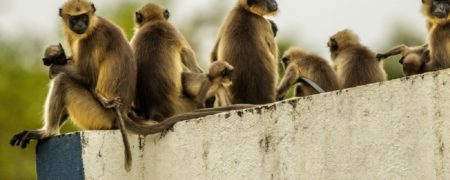 انتقام گیری میمون ها از سگ ها با کشتن ۲۵۰ توله در هند