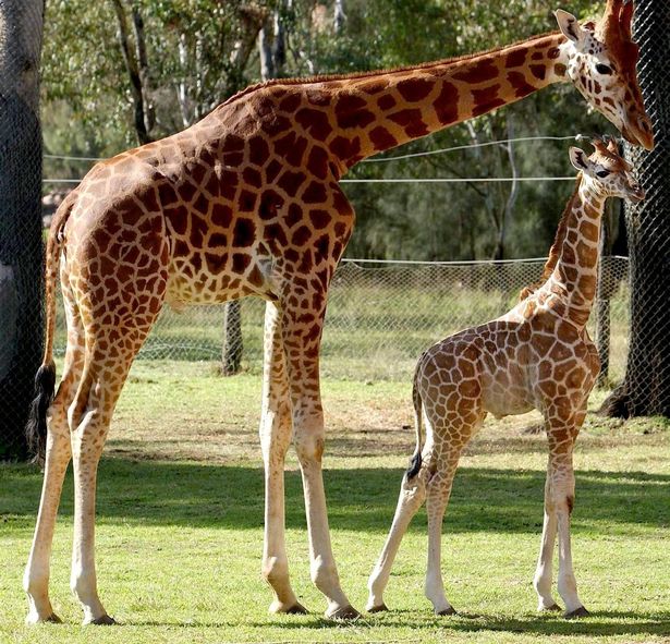 پیرترین زرافه جهان با نام موتانگی در سن 31 سالگی و پس از به دنیا آوردن 14 بچه زرافه در باغ وحشی در استرالیا درگذشت.